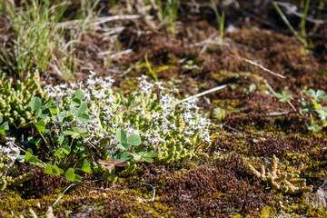 Sphagnum moss green beautiful on a rock.