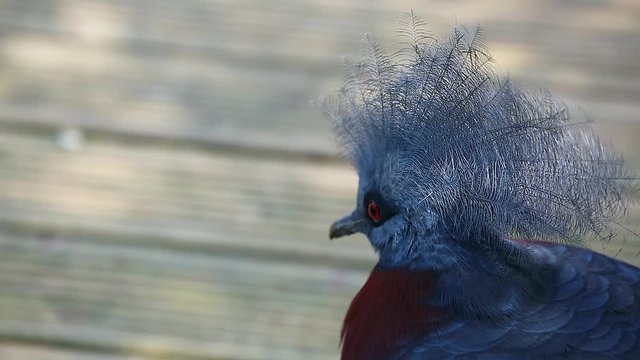 Beautiful Southern Crowned Pigeon (Goura Scheepmakeri)