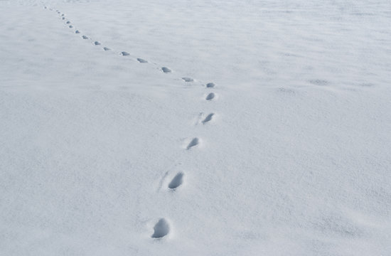 Spur von einem Fuchs im Schnee und Landschaft ist verschneit 