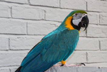 Macaw