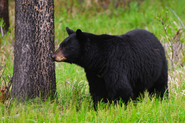 Black Bear