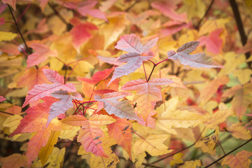 horizontal background image of orange and yellow fall leaves filling the whole image.