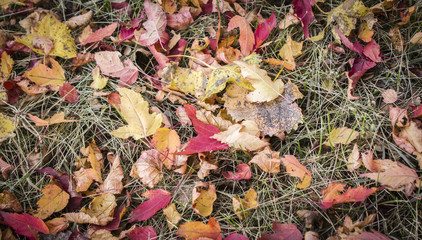 horizontal image of colourful fall leaves scattered on the ground filling the whole image great for a background image.