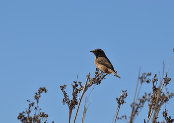 paisaje de aves y marismas en las salinas 