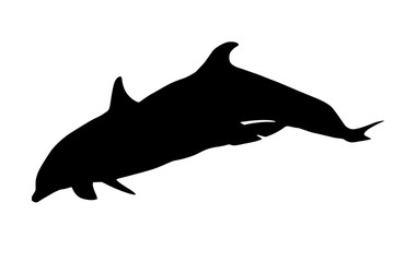 Silhouette of two dolphins side while jumping together. Isolated on white background.