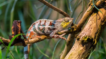 Crédence de cuisine en verre imprimé Caméléon chameleon looking back