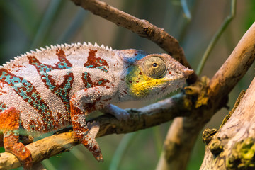 colorful chameleon