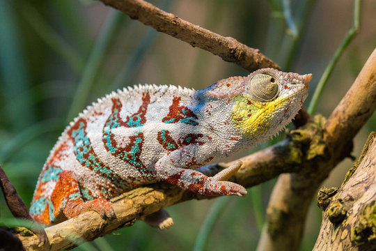 colorful chameleon looking