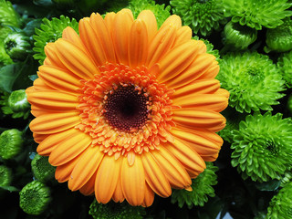 Orange gerbera daisy flowers