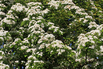 Hawthorn tree in flower
