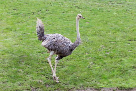 young ostrich