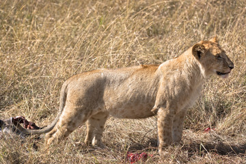 Young african lion