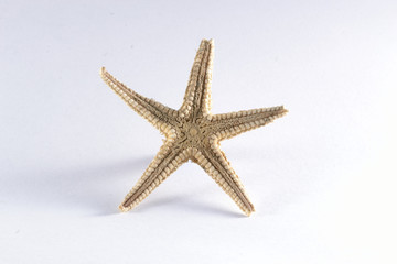 Estrella de mar aislada en fondo blanco.