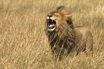Obraz premium East African Lion (Panthera leo nubica)