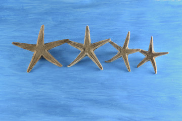 4 estrellas de mar, una al lado de otra, de mayor a menor. Fondo pintado de azul.