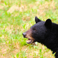 Fototapeta premium Black Bear Family