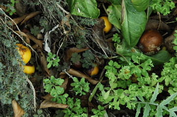 pommes pourries et nature