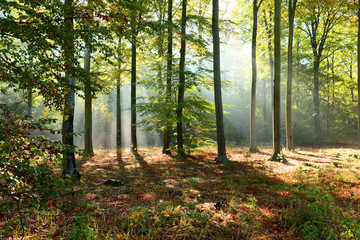 Obraz premium Beautiful morning in the forest