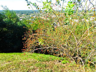 Bush of dog rose (briar, rosa) with ripe berries