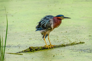 Green heron