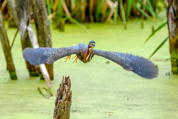 Grenn heron 