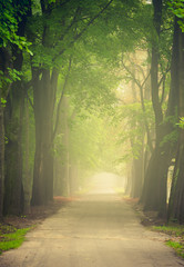 Obraz premium Autumn tree alley in the fog, Krakow, Poland