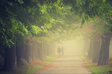 Fototapeta na wymiar Autumn tree alley in the fog, Krakow, Poland