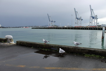 seagull in harbour 