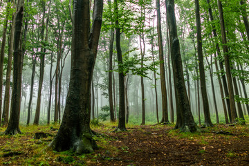 Misty forest