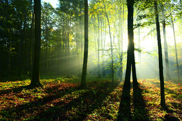 Obraz premium Beautiful morning in the forest