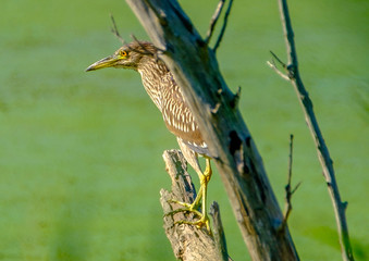 Night heron