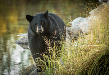 Black Bear, Waterton, Near Water