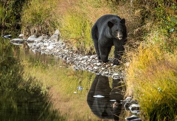 Black Bear Near Waterton, Alberta