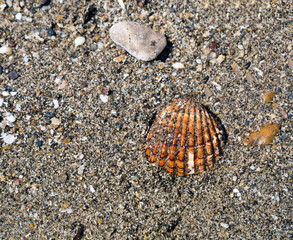 Sea shell on sand
