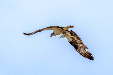 Osprey fishing