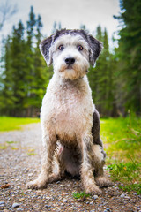 Polish Lowland Sheepdog