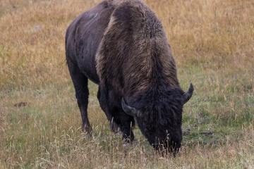 Wild bison on prairie
