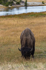 wild buffalo in front of stream