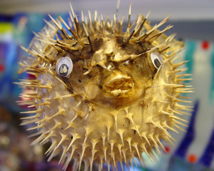 sea souvenir - dried poisonous balloon-fish © sergzel