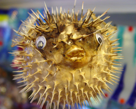 sea souvenir - dried poisonous balloon-fish