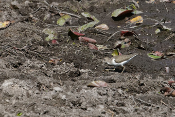 Chevalier à pattes jaunes insectivore en Guyane française