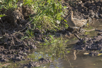 Bekassine (Gallinago gallinago)