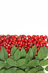 Medicinal plants and herbs composition: Dog rose, bunch branch Rosehips, Different types Rosa canina hips on white 