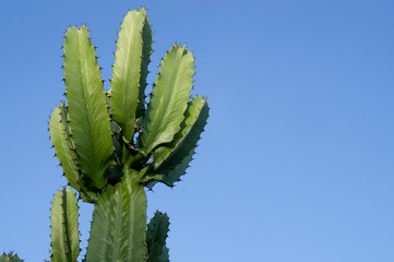 Cactus on blue sky