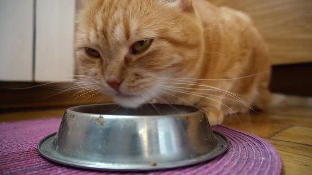 Thick Red Cat Eats From a Metal Bowl