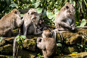 Bali Indonesia Ubud Monkey Forest Family
