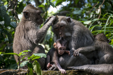 Naklejka na ściany i meble Bali Indonesia Ubud Monkey Forest Family 2