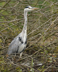 Grey heron (Ardea cinerea)