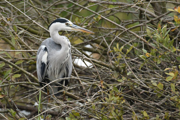 Grey heron (Ardea cinerea)