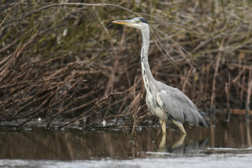 Grey heron (Ardea cinerea)